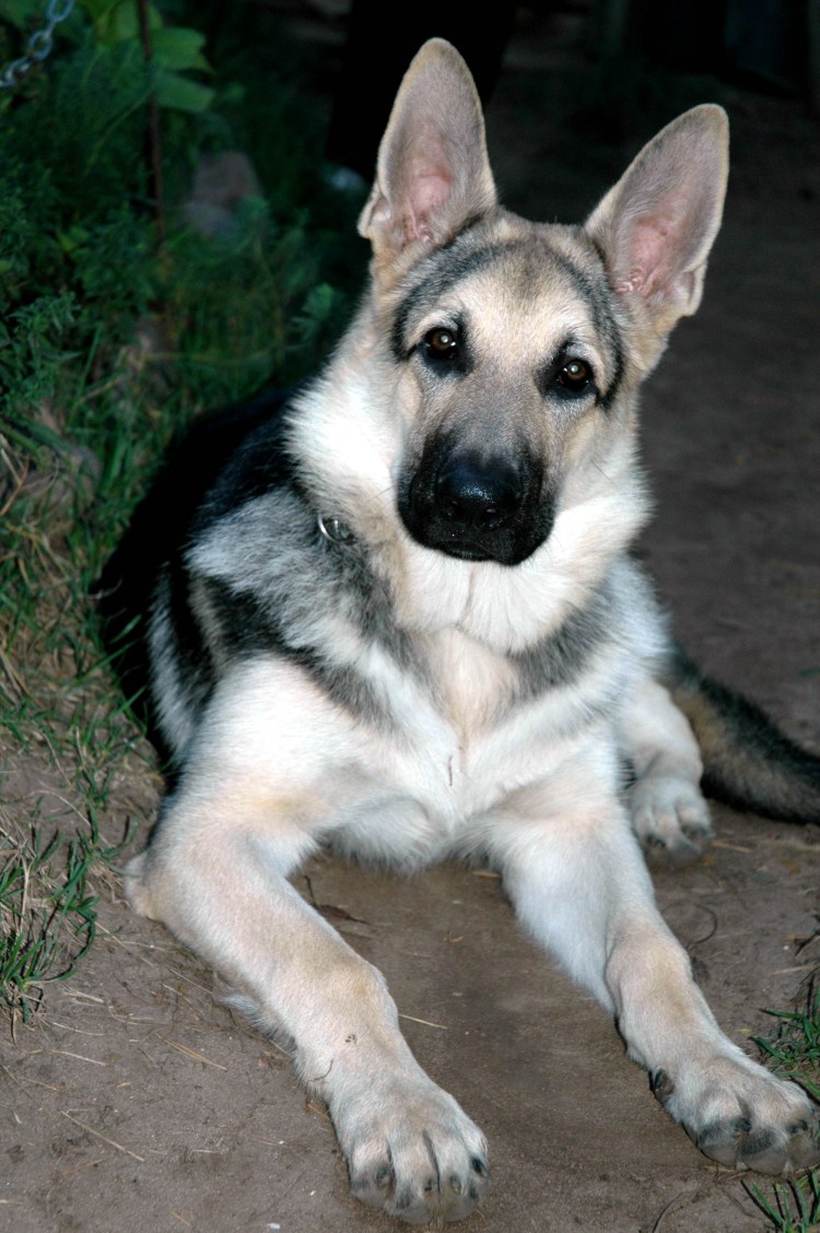 Варгун Лютар