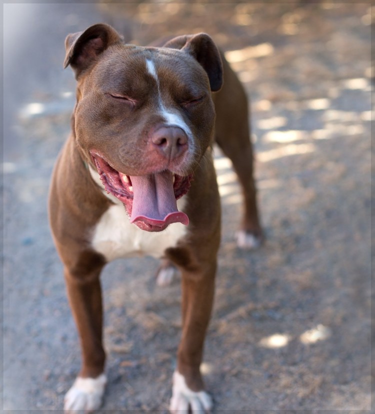 Американский питбультерьер шоколадного окраса