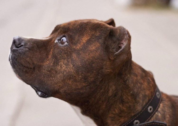 Американский питбультерьер