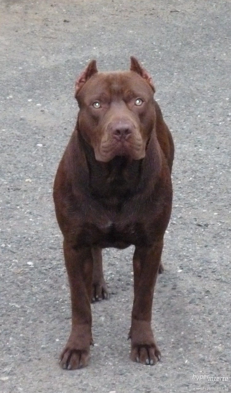 Американский питбультерьер шоколадный
