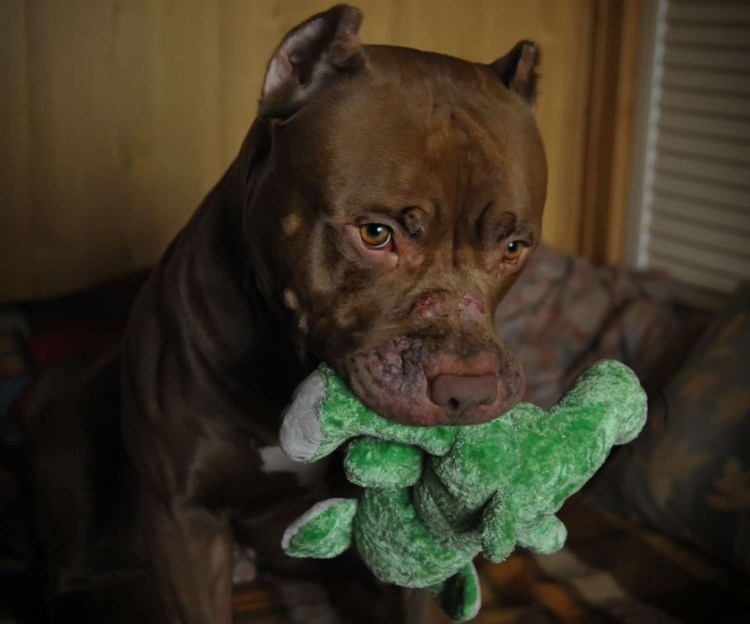 Стаффорд темный шоколад