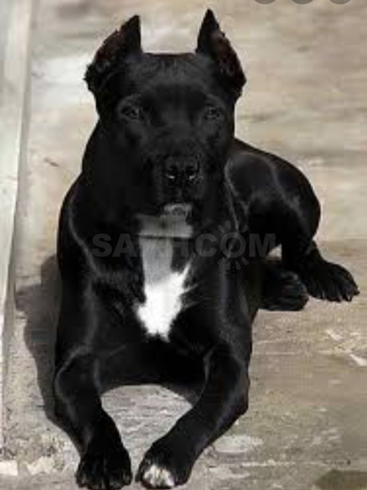 Палевый стаффордширский терьер