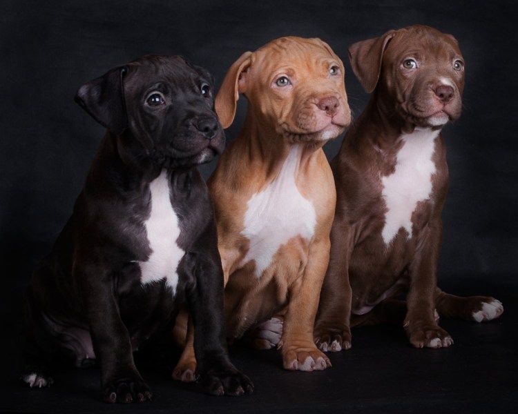 Питбуль американский питбультерьер