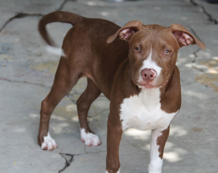 Американский стаффордширский терьер шоколадный