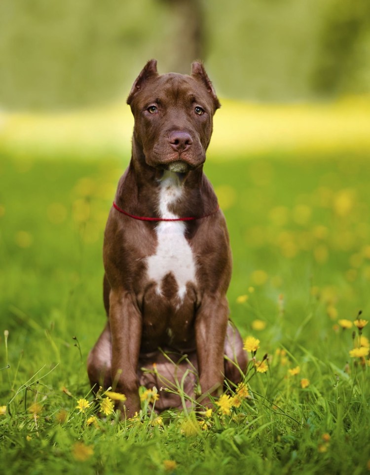 Американский стаффордширский терьер шоколадный