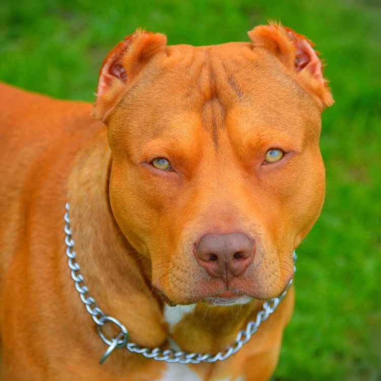 Американский стаффордширский терьер коричневый