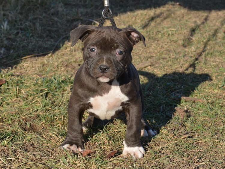 Американский питбультерьер качок