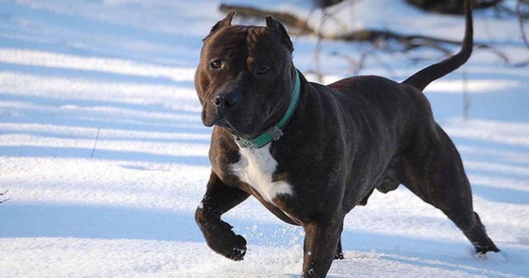 Шоколадный стаффордширский терьер