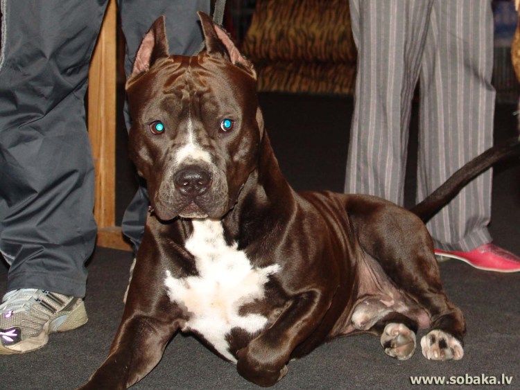 Амстафф шоколадного окраса