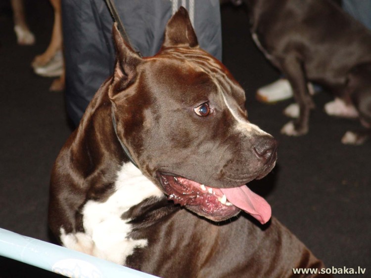 Шоколадный стаффордширский терьер