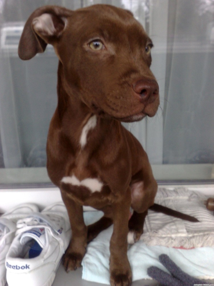 Американский стаффордширский терьер шоколадный окрас