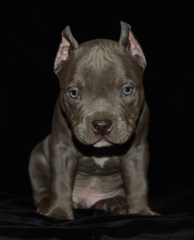 Стаффордширский терьер лиловый