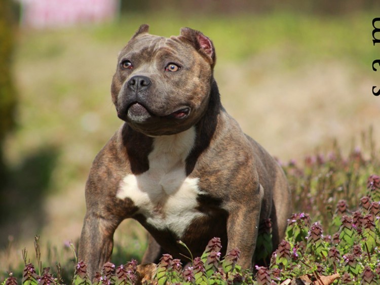 Американский питбультерьер рыжий с белым