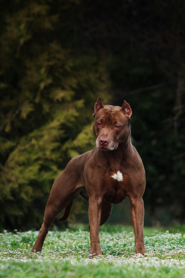 Стаффордширский терьер окрасы