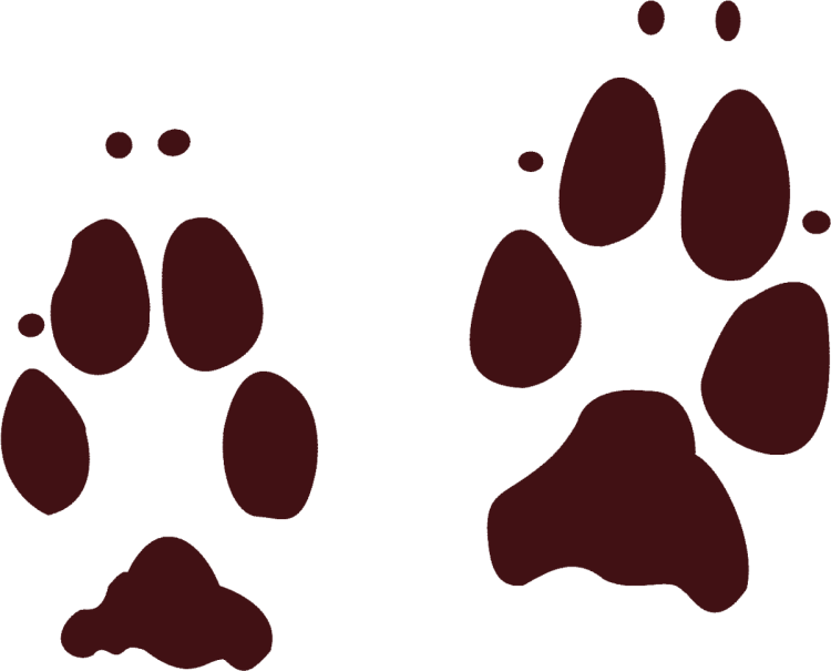 Маленькие лапки животных