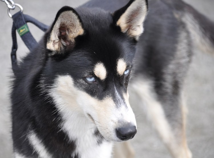 Метис хаски