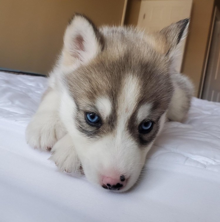 Метис хаски