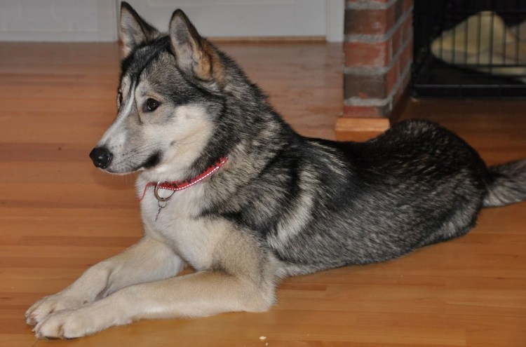 Герберийский шепски