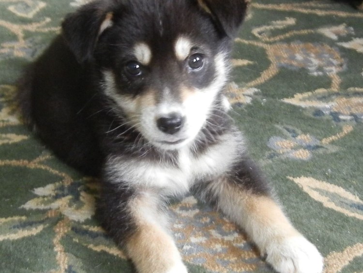 Метис хаски и дворняги