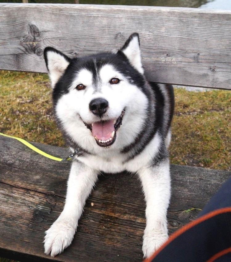 Хаски дворняжка