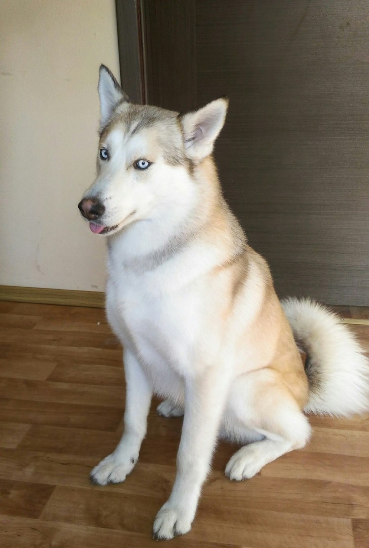 Смесь хаски и чихуахуа