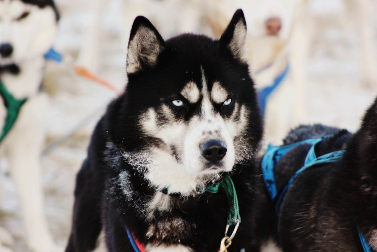 Померанский хаски