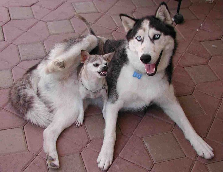 Помски Мерль