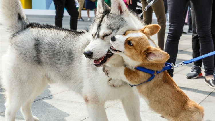 Метис хаски и лайки
