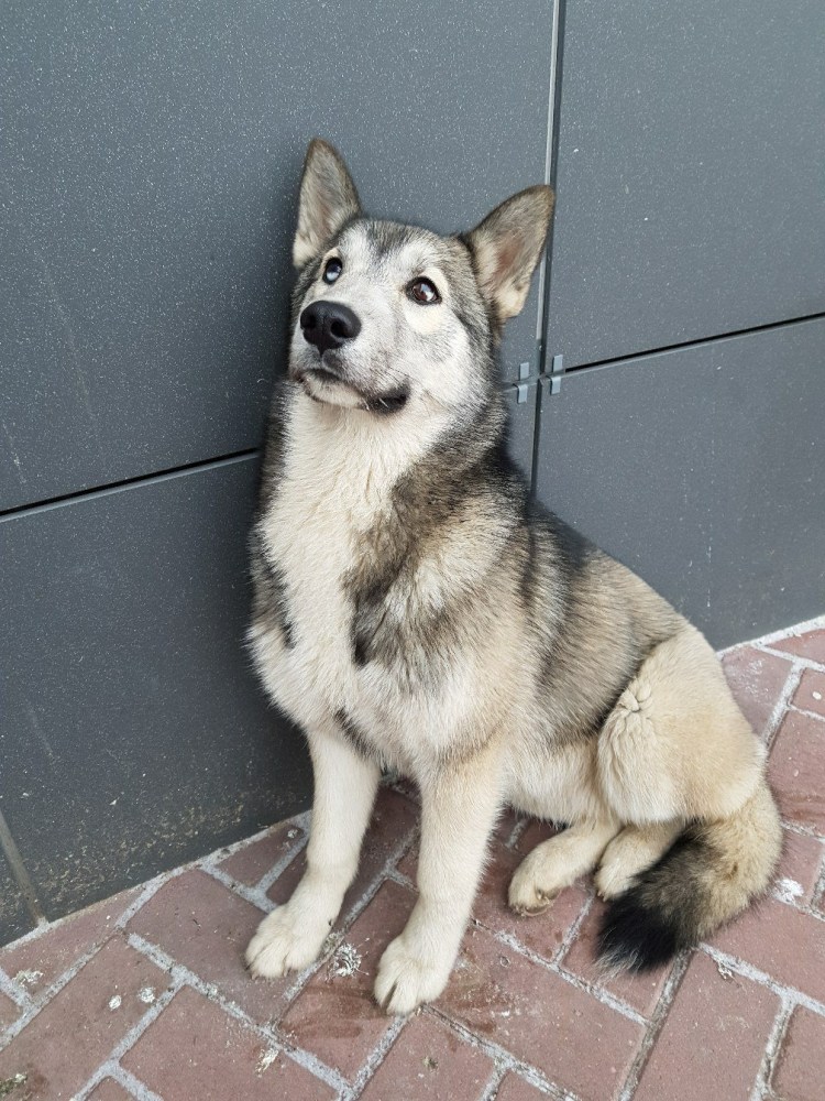 Метис хаски и самоеда
