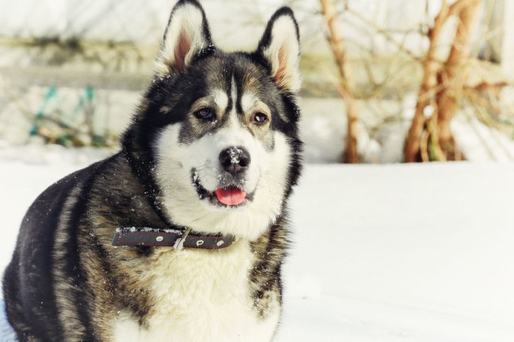 Смесь хаски и шпица