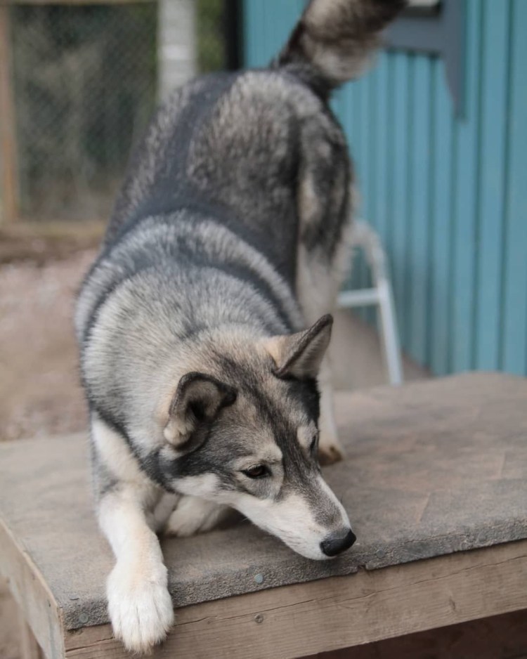 Метис хаски и алабая