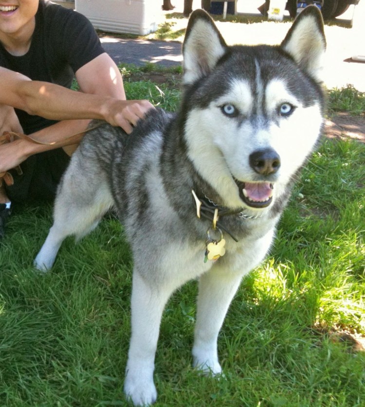 Помесь хаски и лайки