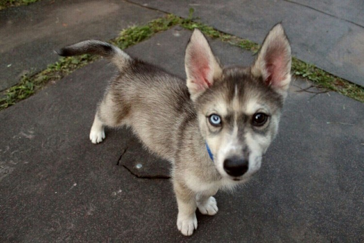 Волкособ метис хаски