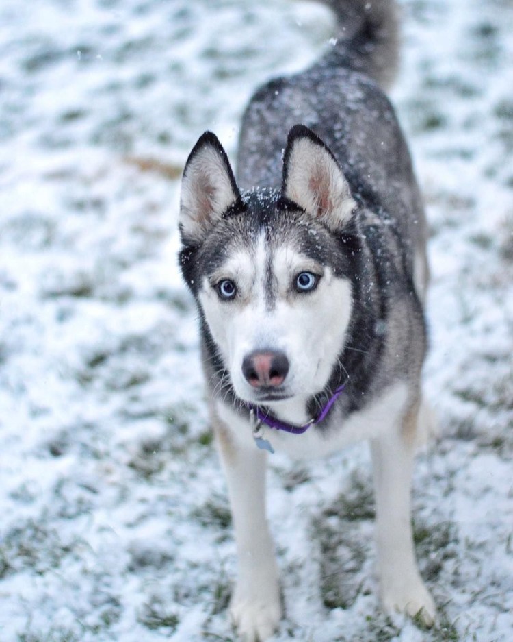 Хаски на мероприятии