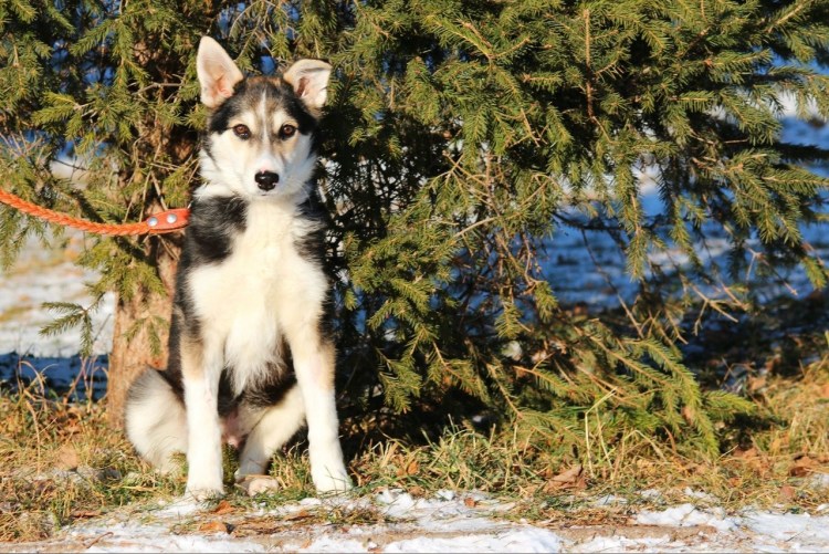 Метис хаски