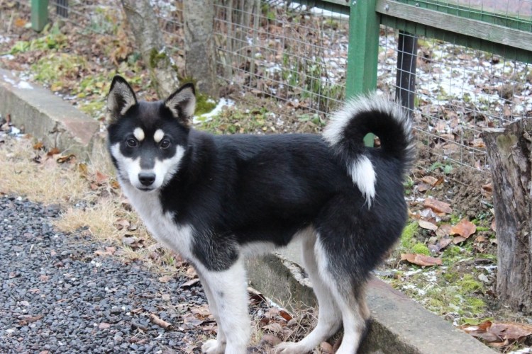 Гладкошерстный шведский вальхунд