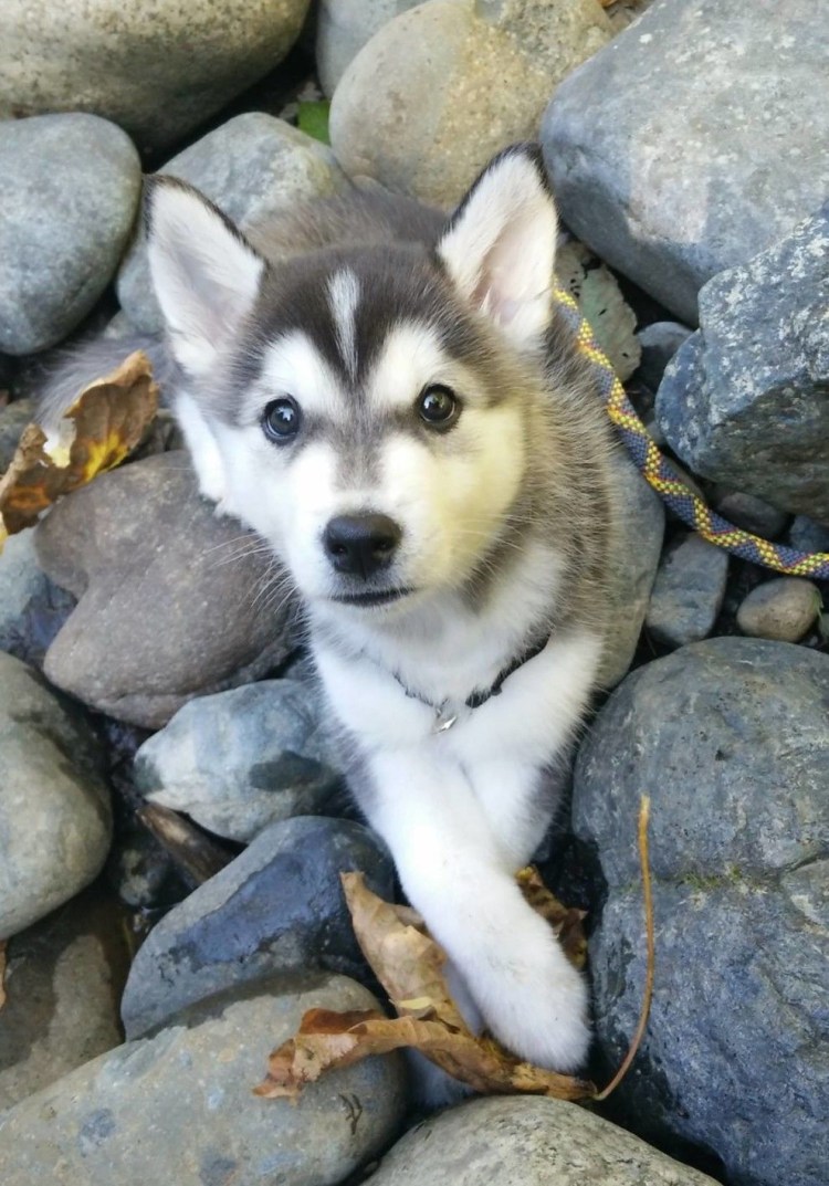 Корги и хаски