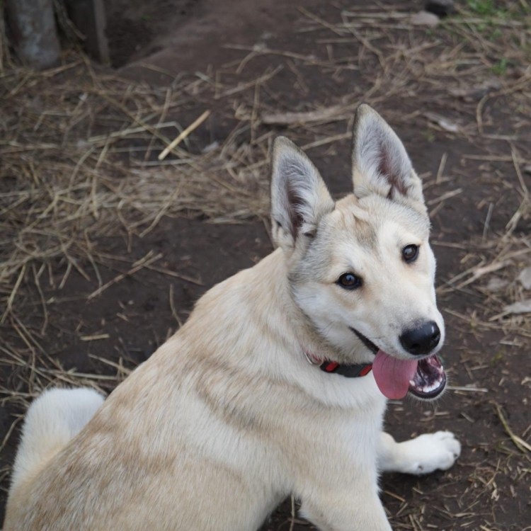 Метис хаски и дворняги