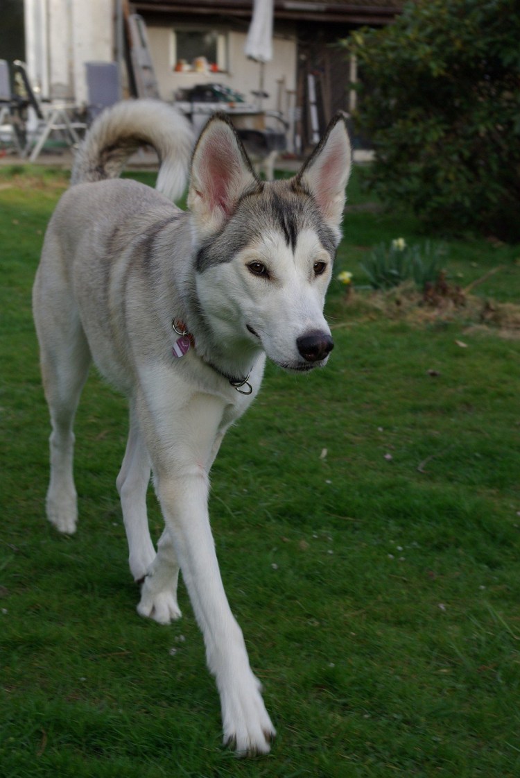 Метис хаски и овчарки
