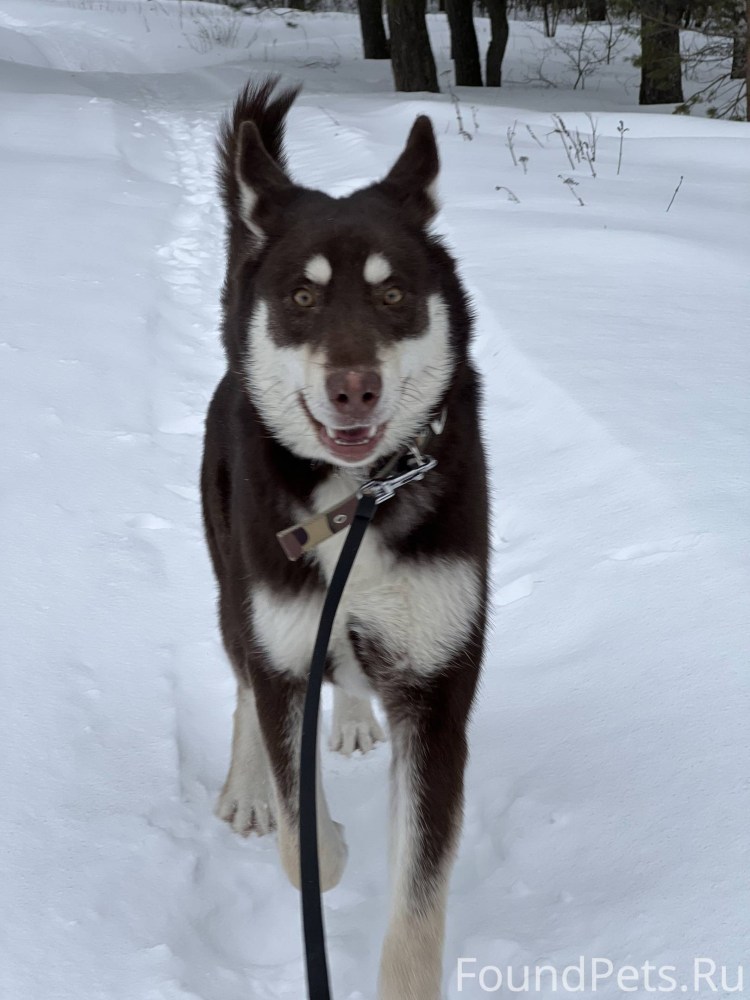 Помски собака