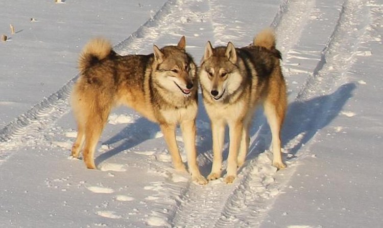 Помесь хаски и лайки