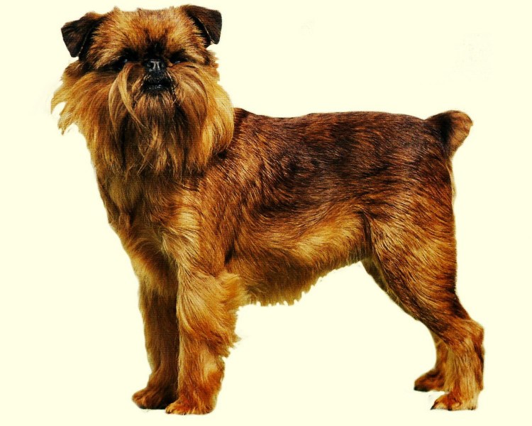 Брюссельский гриффон нестриженный