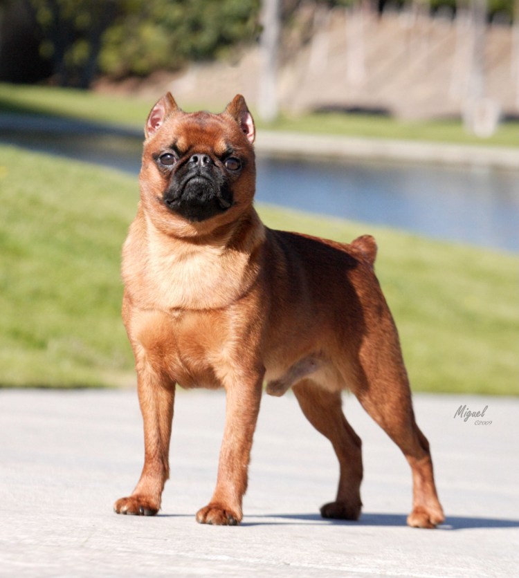 Пти-брабансон купированные