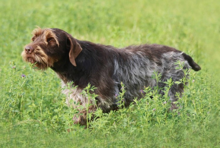 Бельгийский гриффон