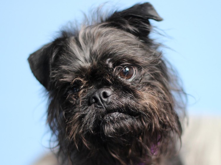 Бельгийский гриффон мини