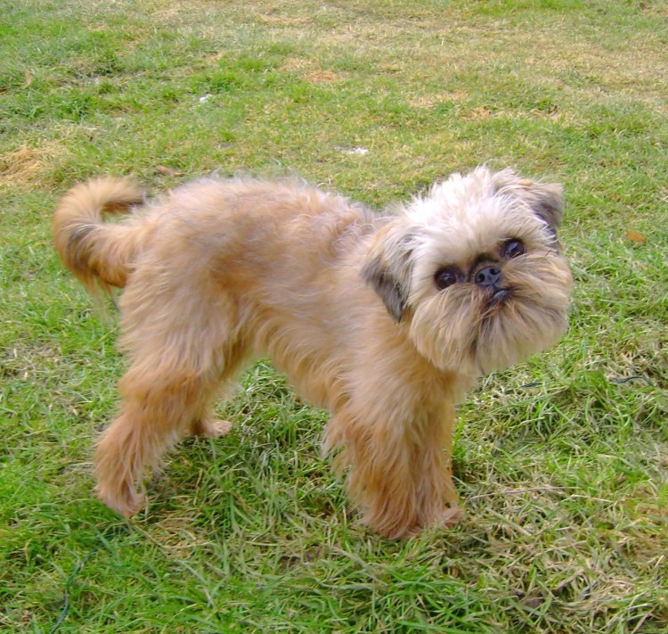 Порода собак гриффон Пти брабансон