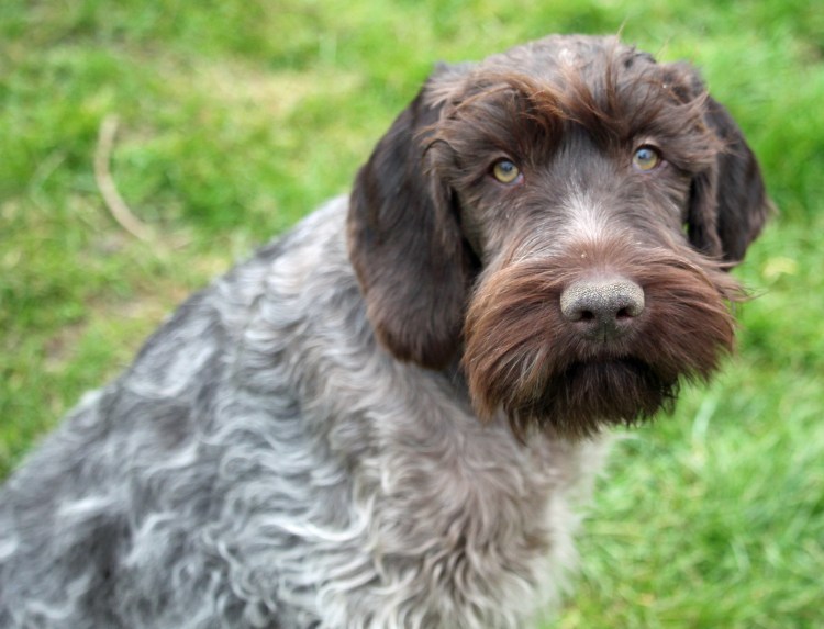 Гриффон бельгийский Брюссельский