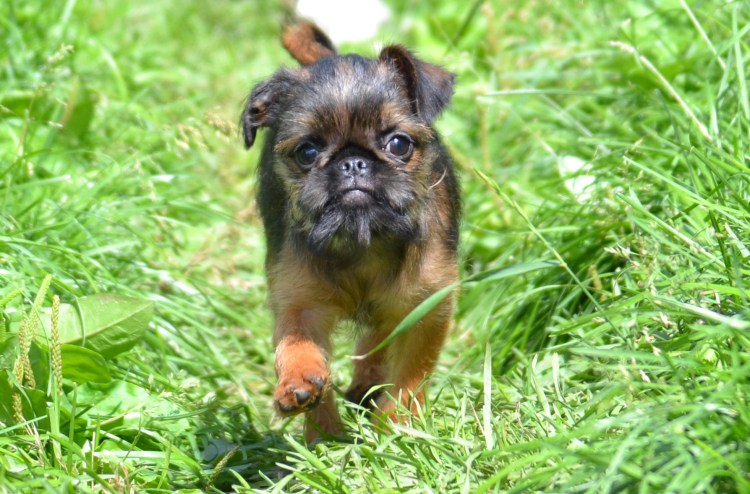 Мини гриффон собака