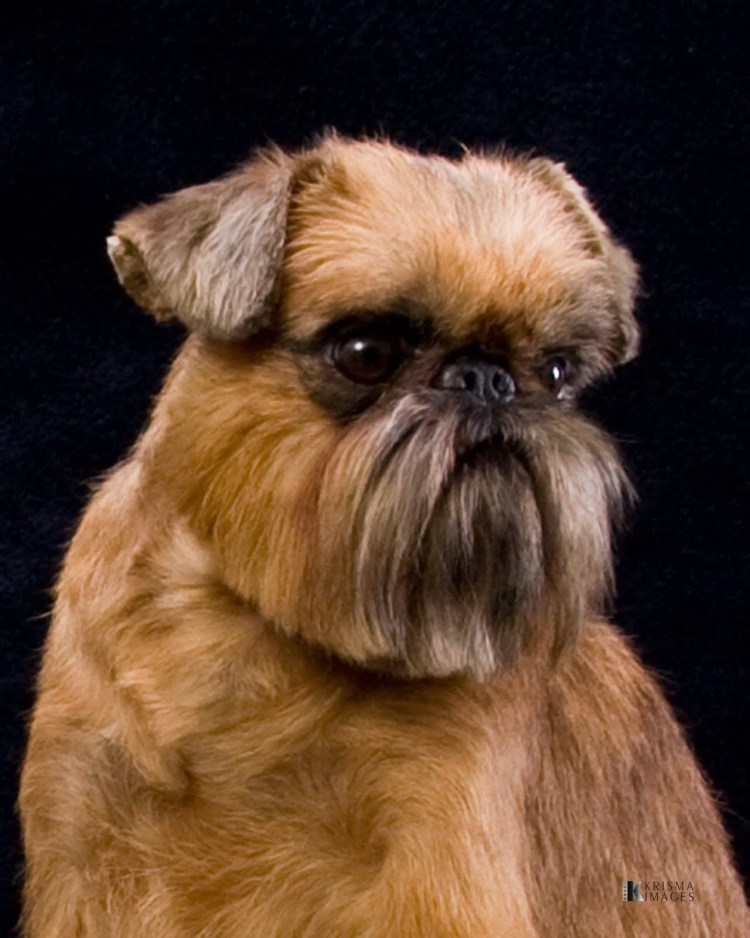 Гриффон бельгийский Брюссельский