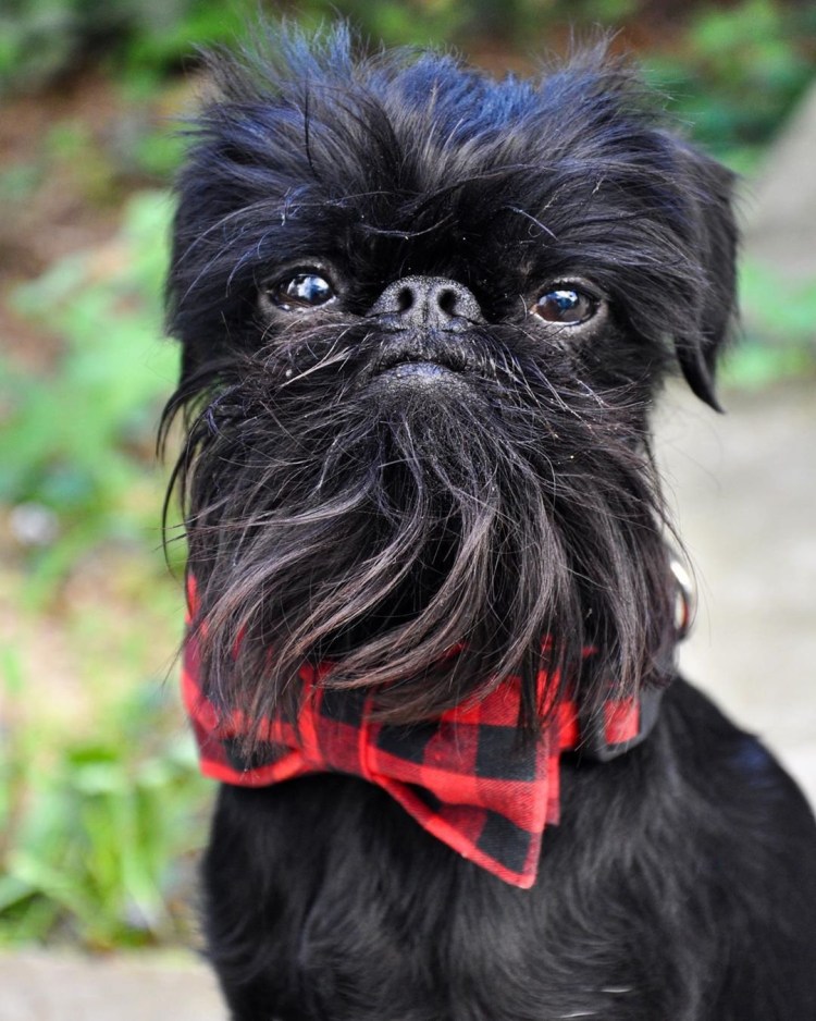 Брюссельский гриффон